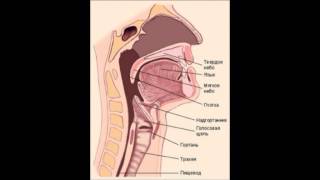 Дыхательная система человека часть 1