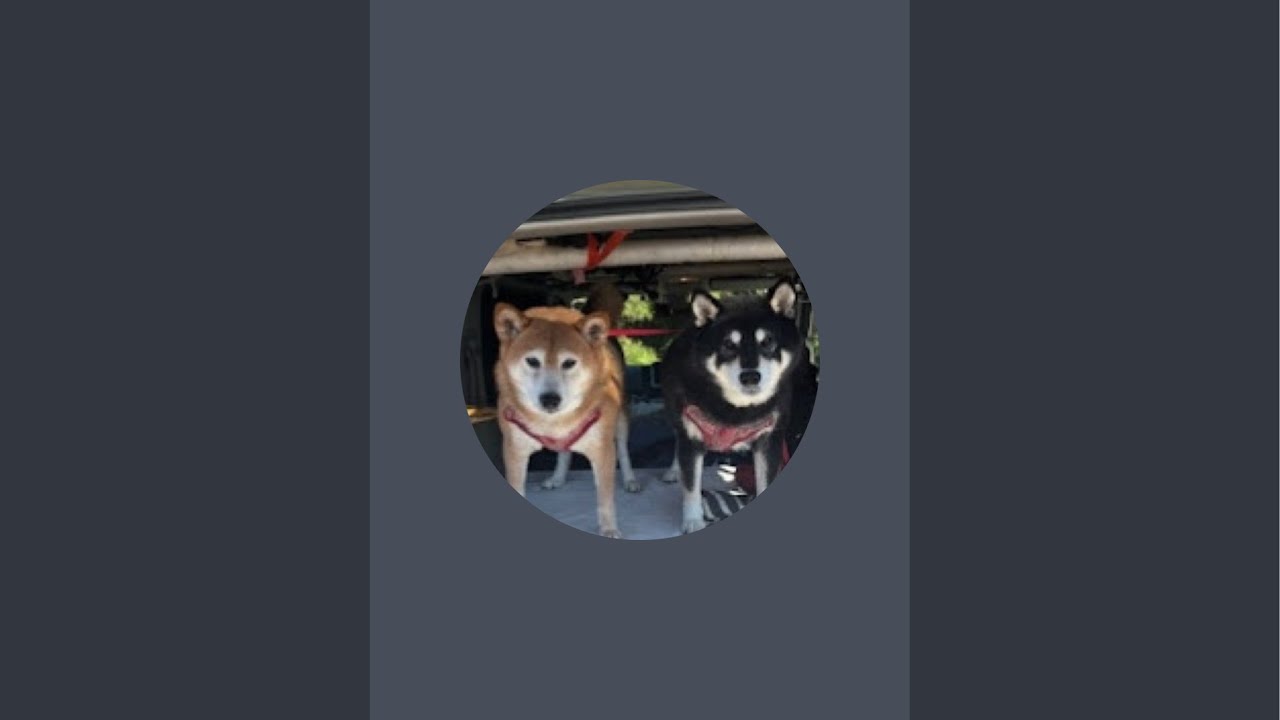 約束の時まで柴犬と がライブ配信中！