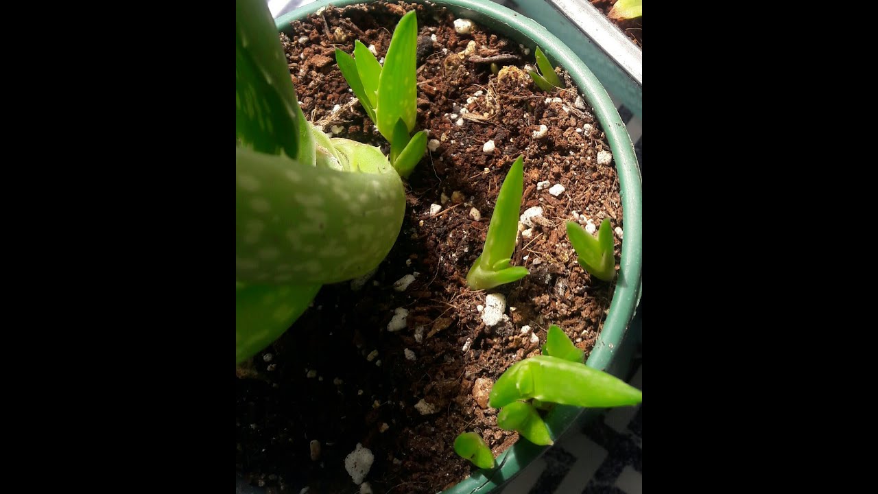 ALOE VERADAN BOL YAVRU ALMANIN PÜF NOKTASI 🌵NE ZAMAN SULAMALIYIZ🌵NE KADAR SU VERMELİYİZ