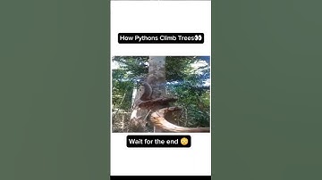 Big Python Climbs Tree Very Fast!