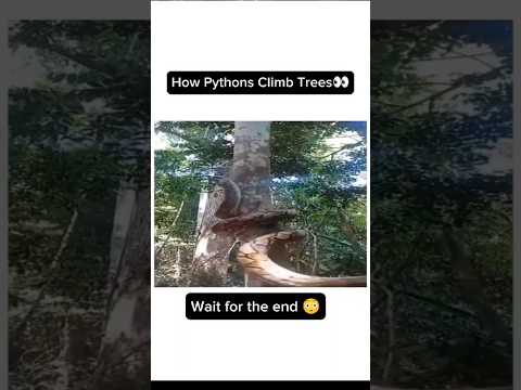 Big Python Climbs Tree Very Fast!