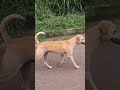 ANIMAL É VIDA, O JUSTO CUIDA DOS ANIMAIS.
