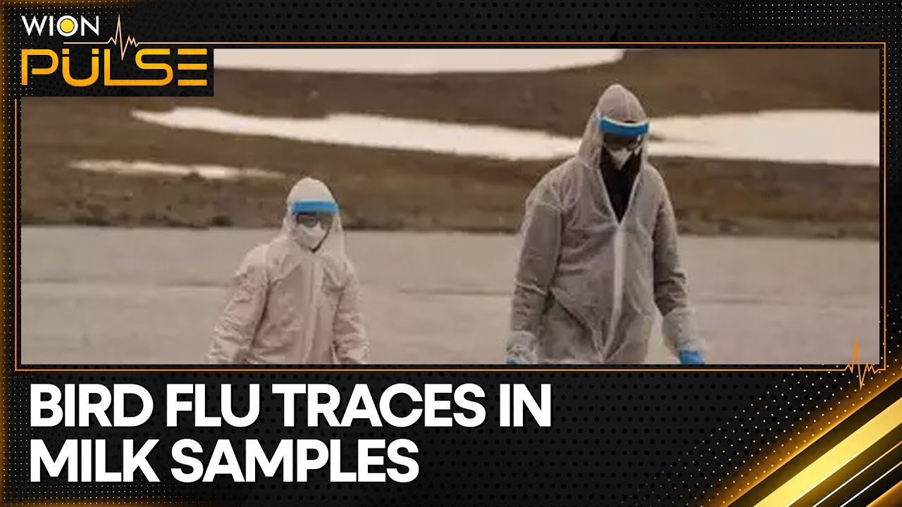 US: Bird Flu traces in 1 in 5 milk samples, FDA investigates presence ...