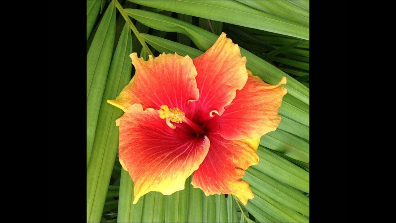 Fijian Gospel: Au Na Sega Ni Oca( Dokidoki  Vol 6)