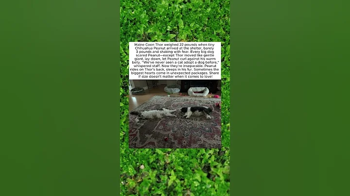 Video 10687751: tiny maine coon, shelter maine coon, giant cat, cats dogs