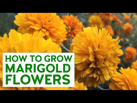 Video: Bulaklak na marigolds mula sa maraming sakit