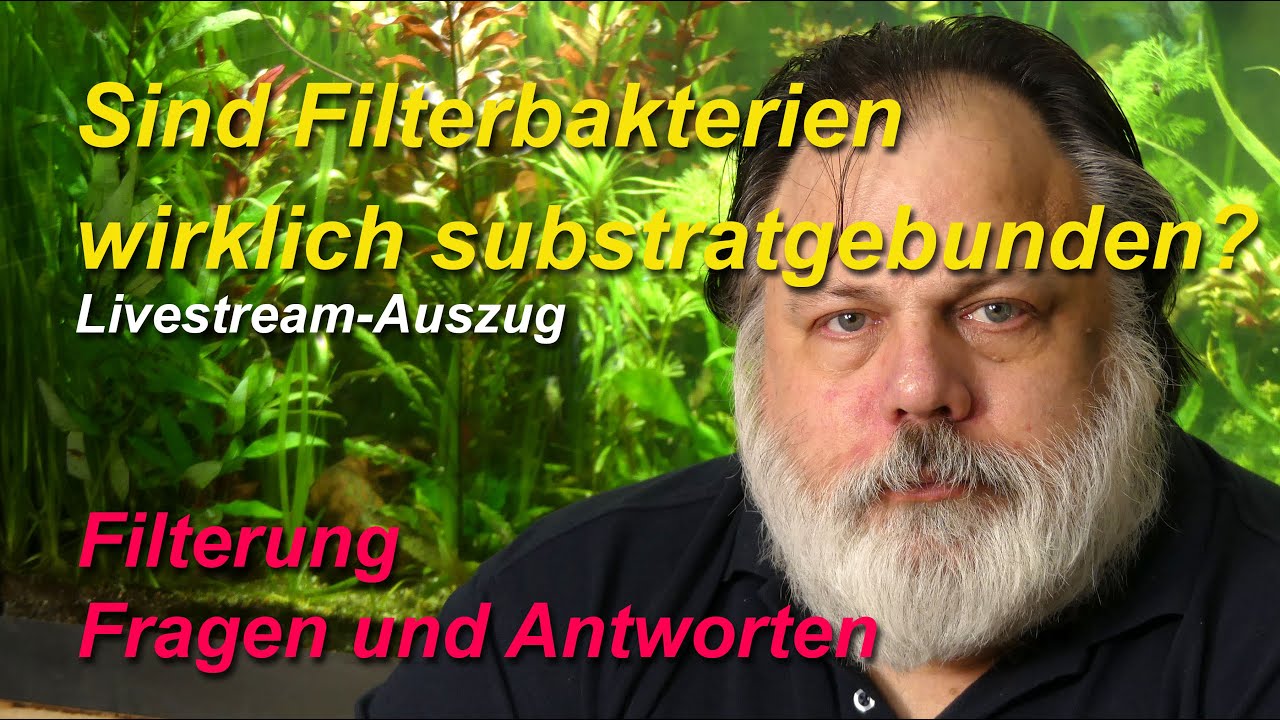 Sind Filterbakterien wirklich substratgebunden oder findet man sie auch im freien Wasser?
