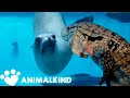 Curious animals meet facetoface in zoos aquariums  animalkind