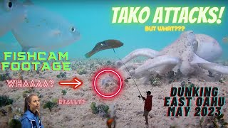 TAKO ATTACKS! DUNKING EAST OAHU MAY 2023 #fishing #gofishcam #hawaii #omilu #tako #YOUTUBE #DUNKING