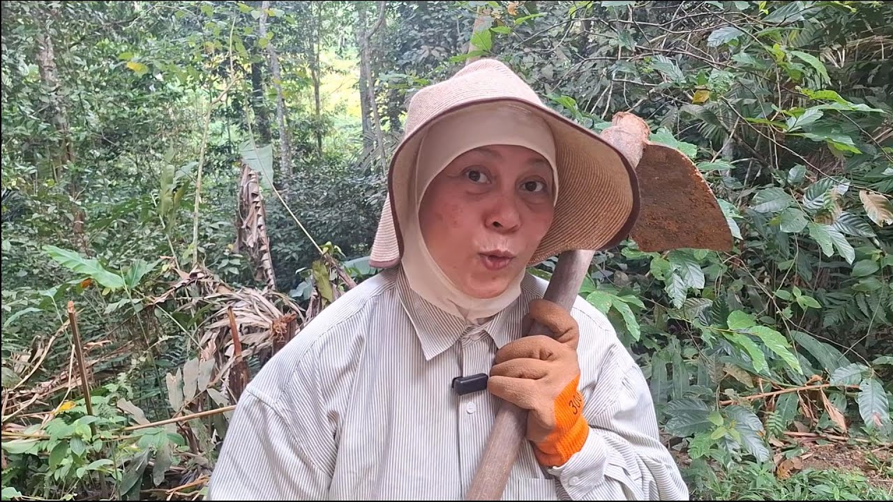 Saya tanam pokok Moringa dan buat teh sendiri...