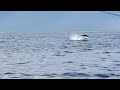 Cape Cod Bluefin Tuna Busting on Half Beaks with Reel Deal