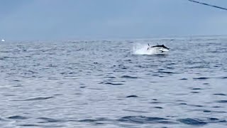 Cape Cod Bluefin Tuna Busting on Half Beaks with Reel Deal