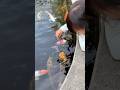 Gania kasih ikan koi bnyak banget #shortvideo #ikankoi