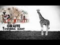 GIRAFFE : The tallest living terrestrial animal  | WILD NATURE