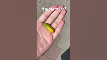 Что растёт на пальме в Турции? Желто-зелёные фрукты - ягоды