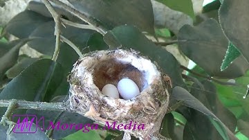 Ruby-Throated Hummingbird Nests