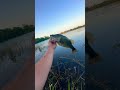 #helpmemakethismakesense #bassfishing #summerfishing #lewsfishing #bluegigi #pondfishing