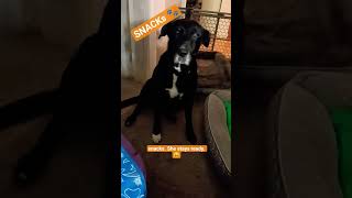 Scooby SNACKs 🐾#fypシ #funny #doggielife #pets #shorts #dogtalk #dogmom #adoptstrays