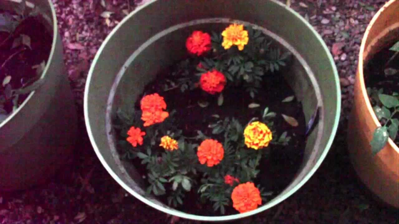 Marigolds In The Container YouTube