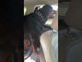 SAMSON The ROTTIE BOY GOING TO THE VETERINARIAN PART 1 Shorts Rottweilers Pitbull Germanshepherd mp3