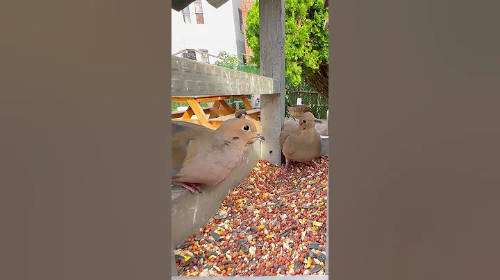LITTLE HOUSE SPARROW PATIENTLY WATCHING THE MOURNING DOVES EATING #SHORTS