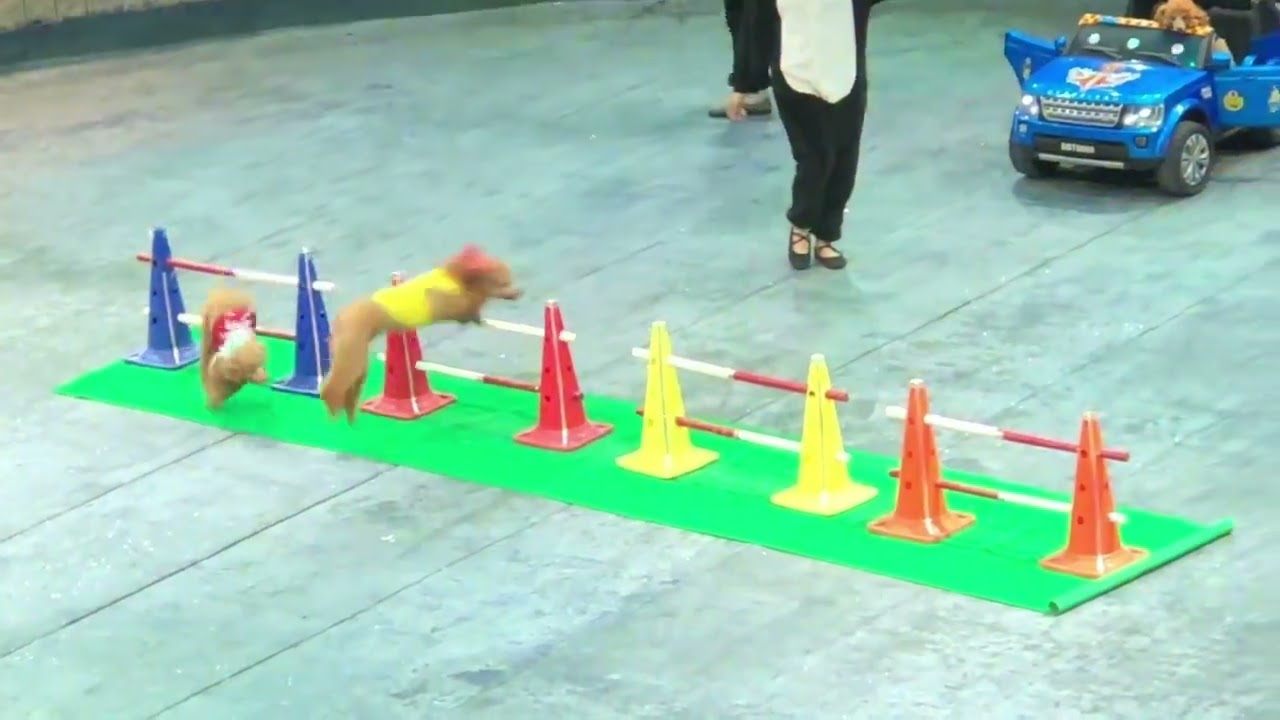 XIẾC THÚ TẠP RẠP XIẾC TRUNG ƯƠNG