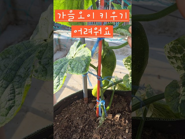 가을오이가 이모양입니다 #소소한행복 #옥상텃밭 #오이재배