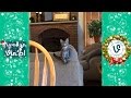 Лучшие Животные Вайн подборка Декабрь 2016 I Best Animals Vine compilation December 2016