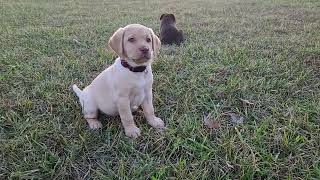 DJ Labradors ~ Cute Chocolate & Yellow Puppies almost 7 weeks old