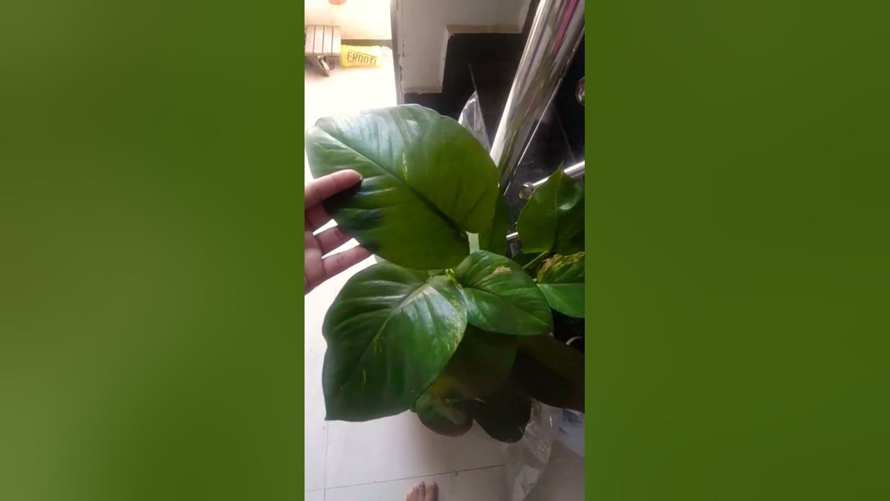 Big Leaf Money Plant 5tips For Big Leaf Subscribe And Like Unique money-plant-care-growing-big-leaves-youtube
