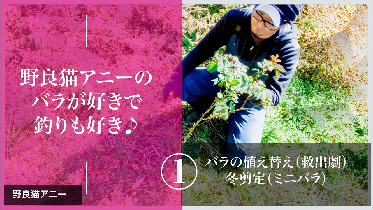 バラの植え替え 救出劇 冬剪定 ミニバラ Youtube
