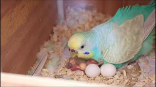 Budgie Feeding Newborn Chick by Budgie Breeder1 3,881 views 2 years ago 1 minute, 44 seconds