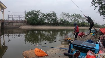 Đi câu cá sông tự nhiên bắt được cá chép đột biến gen cực lạ