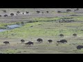 &quot;Running of the Bulls&quot; Bison herd runs in the Lamar Valley of Yellowstone