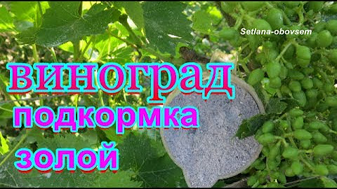 Водорастворимые удобрения для винограда. Осенняя подкормка винограда. Удобрение для жимолости весной. Весенний уход за виноградом. Подкормка винограда в сентябре.