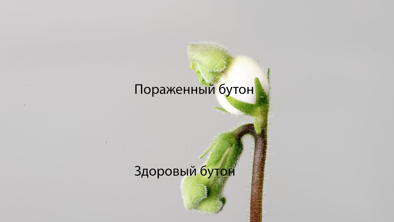 Почему опадают нераспустившиеся цветки