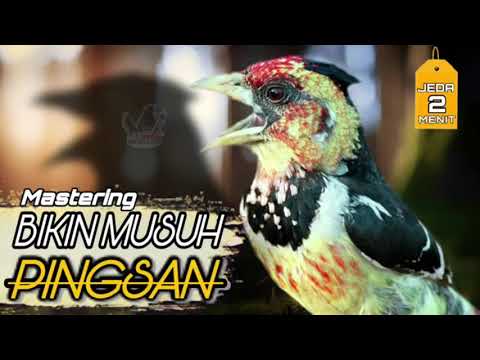 MASTERAN MURAI BATU bikin musuh JATUH PINGSAN