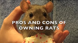 The Pros and Cons of Fancy Rats as Pets