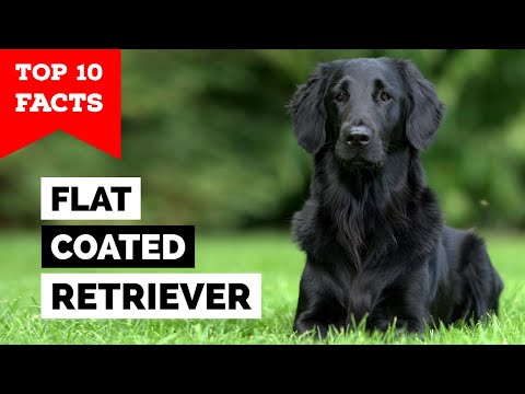 Video: Retriever-Curated-Coated