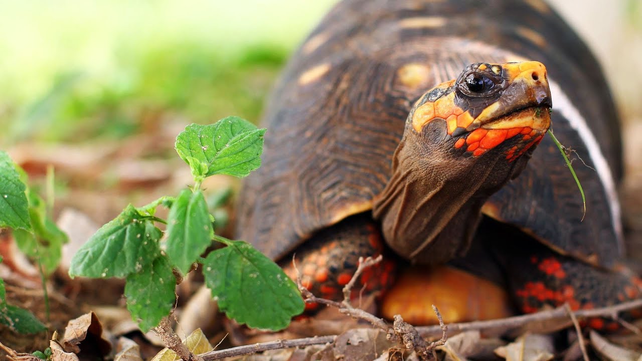 What's a Red-Footed Tortoise? | Pet Turtles - YouTube