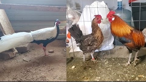 Asia pheasants and Asia wild chicken/nraj Asia thiab noob qaib qus Asia