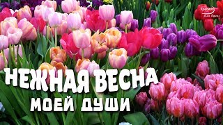 «НЕЖНАЯ ВЕСНА МОЕЙ ДУШИ»