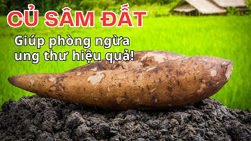 Củ Khoai Sâm Đất Có Tác Dụng Gì? Công Dụng Của Củ Sâm Đất Bạn Nên Biết