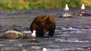 Vicious Rabid Bear On The Loose