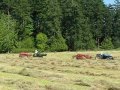 Baling Hay in Tandem