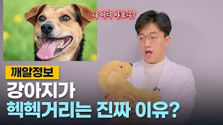 강아지가 헥헥거리는 이유 (더워서 헐떡이는게 아니야?)