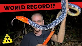 We found the BIGGEST Red Headed Krait EVER!!! Herping Highlights Details