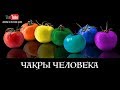 Чакры Человека  / 7 Чакр / Чакры Для Начинающих