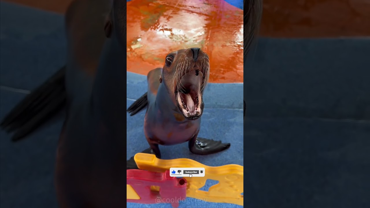 Sea Lion Core 🦭🌊 | Ocean’s Cutest Mood Ever!#1 