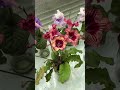 Селекция стрептокарпусов Dimetris